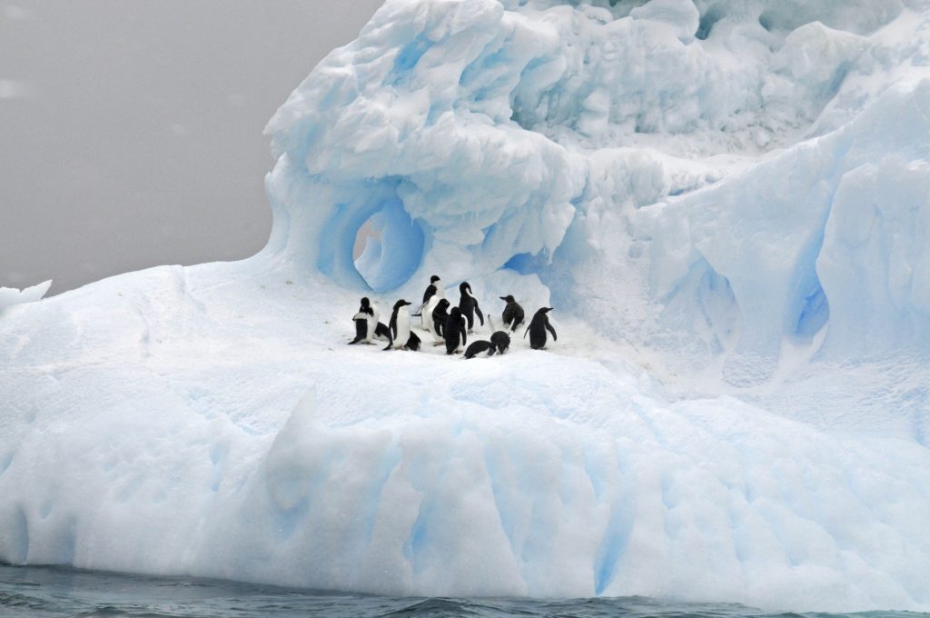 Antarctic pengins on ice