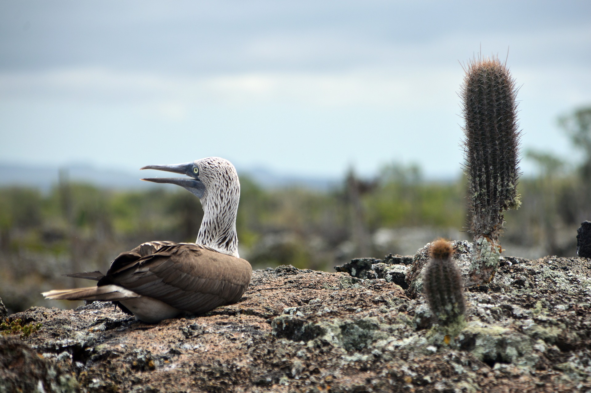 Galapagos bird with cactus