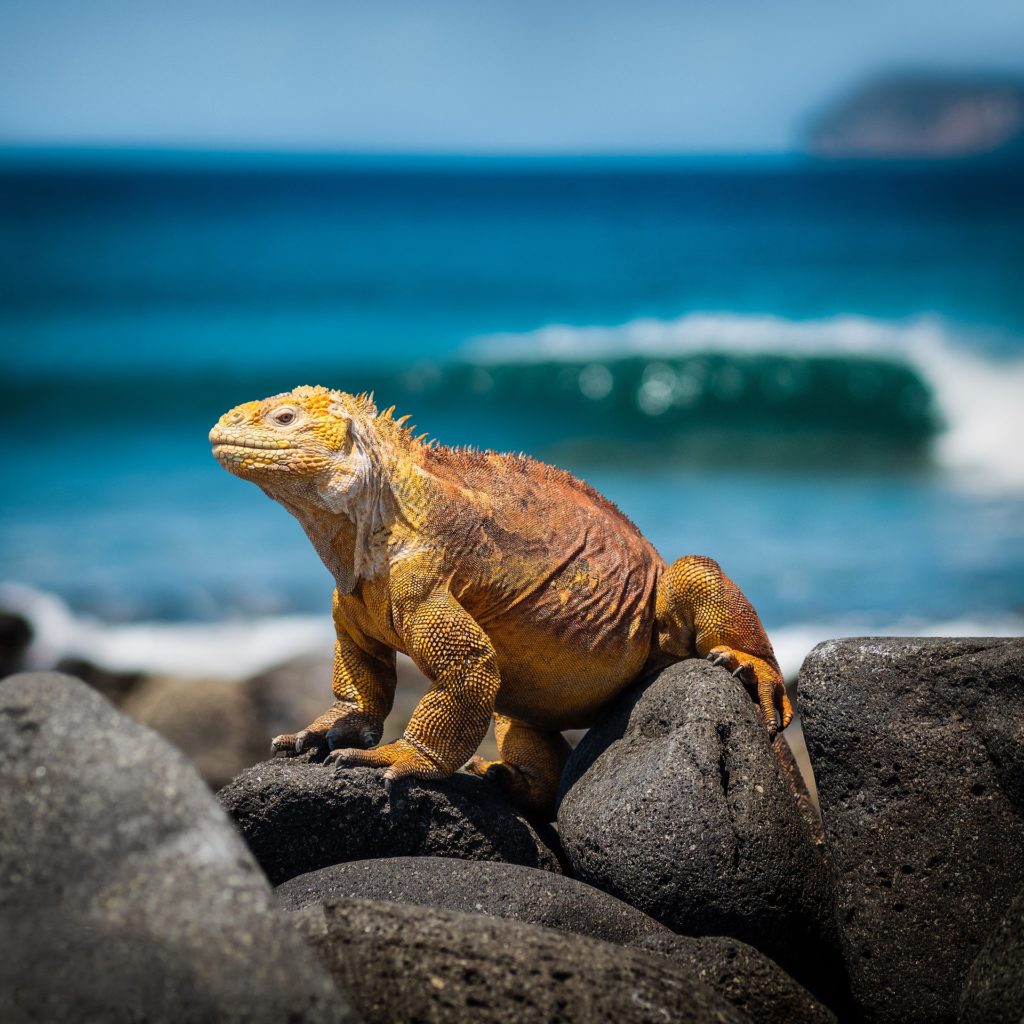 Galapagos iguana on rock