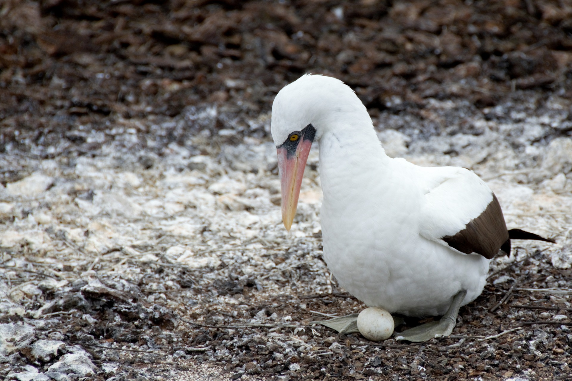 Galapagos nazca booby protect egg